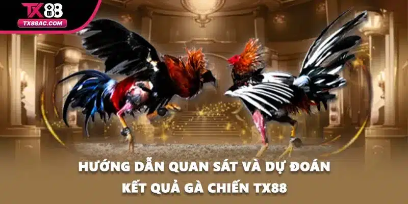 Hướng dẫn quan sát và dự đoán kết quả gà chiến TX88