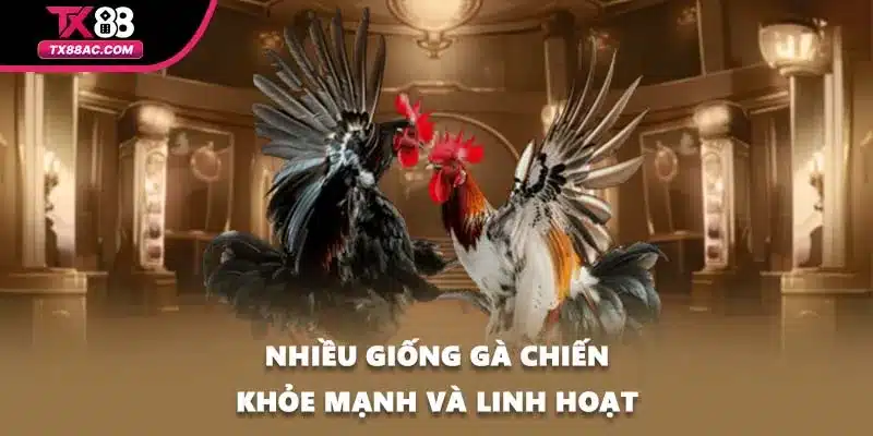 Nhiều giống gà chiến khỏe mạnh và linh hoạt