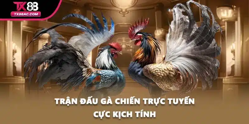 Trận đấu gà chiến trực tuyến cực kịch tính