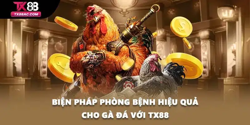 Biện pháp phòng bệnh hiệu quả cho gà đá với TX88