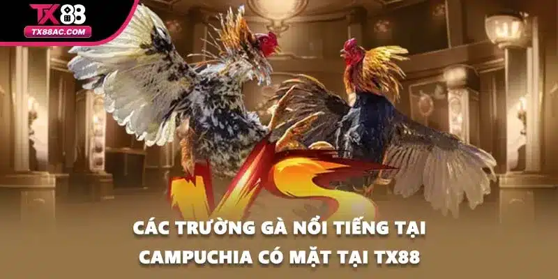 Các trường gà nổi tiếng tại campuchia có mặt tại TX88