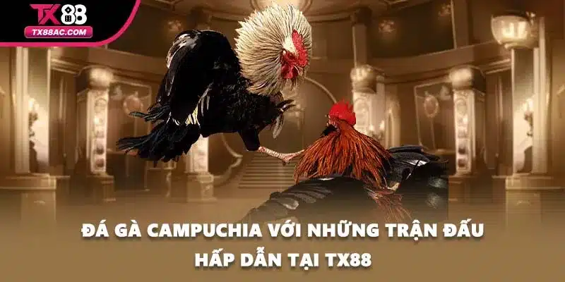 Đá Gà Campuchia Với Những Trận Đấu Hấp Dẫn Tại TX88