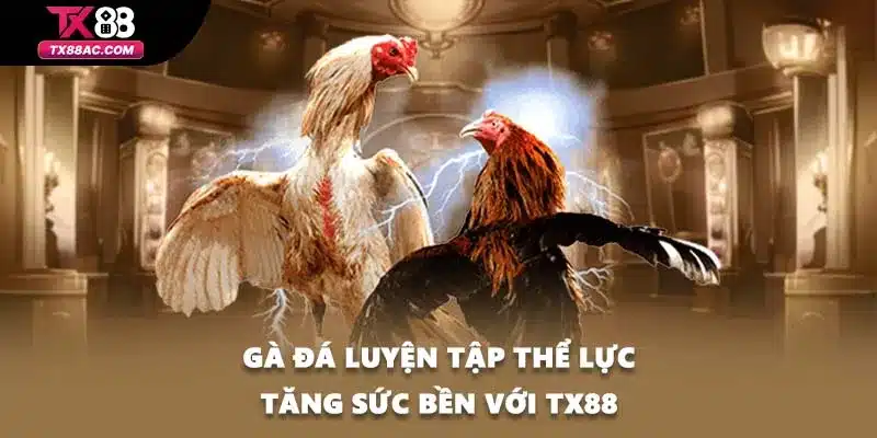 Gà đá luyện tập thể lực tăng sức bền với TX88