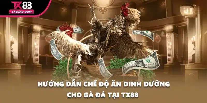 Hướng dẫn chế độ ăn dinh dưỡng cho gà đá tại TX88