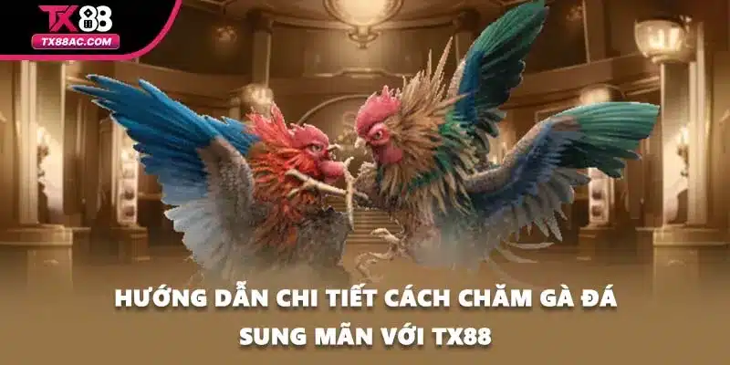 Hướng Dẫn Chi Tiết Cách Chăm Gà Đá Sung Mãn Với TX88