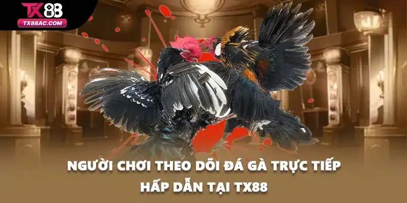 Người chơi theo dõi đá gà trực tiếp hấp dẫn tại TX88